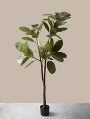 Ficus elastica artificiel